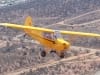 nic-and-gees-borrowed-savage-cub-not-quite-an-auster